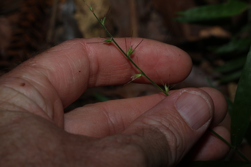 Wavyleaf Basketgrass (Oplismenus undulatifolius)
