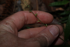 Oplismenus undulatifolius (Oplismenus undulatifolius)