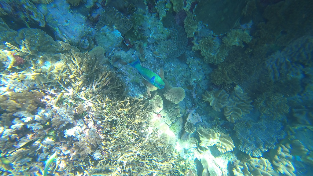 Blunt-head Parrotfish (Chlorurus microrhinos)