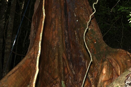 Backhousia subargentea, photograph 6