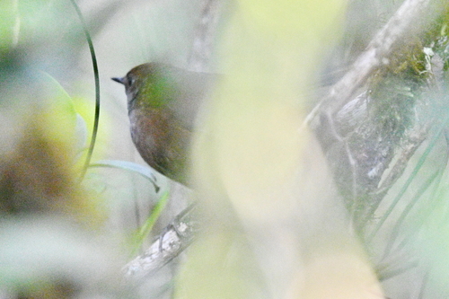 Friendly Bush Warbler (Locustella accentor)
