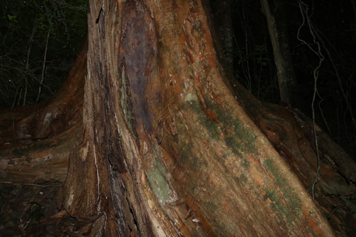Backhousia subargentea, photograph 5