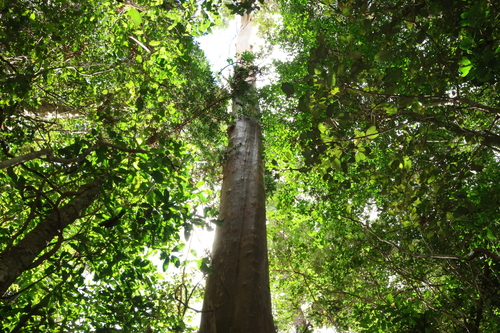 Backhousia subargentea, photograph 4