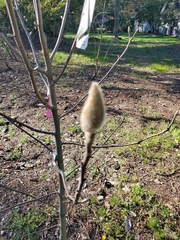 Magnoliopsida