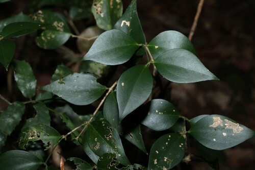 shrubby jasmine (Jasminum jenniae)