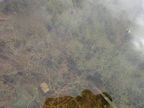 Deinostema violaceum iNat (3)