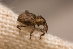 Trachodes hispidus