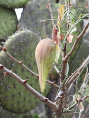 Funastrum pannosum