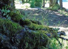 Thuidium peruvianum