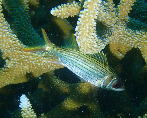 Blackfin squirrelfish (Neoniphon argenteus) — Holocentridae