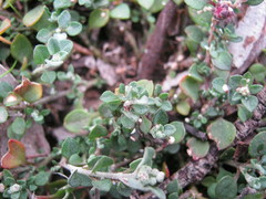 Chenopodium desertorum microphyllum