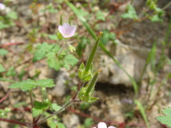 (c) Alexis López Hernández, some rights reserved (CC BY) Geranium seemannii, photograph (c) Alexis López Hernández, some rights reserved (CC BY)