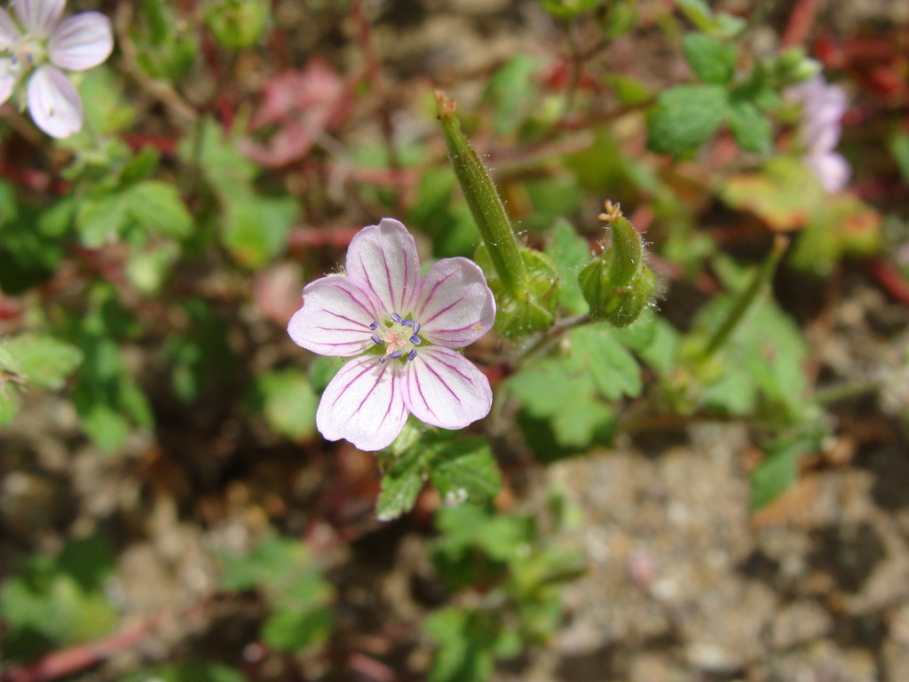 Geranium seemannii; photograph (c) Alexis López Hernández, some rights reserved (CC BY)