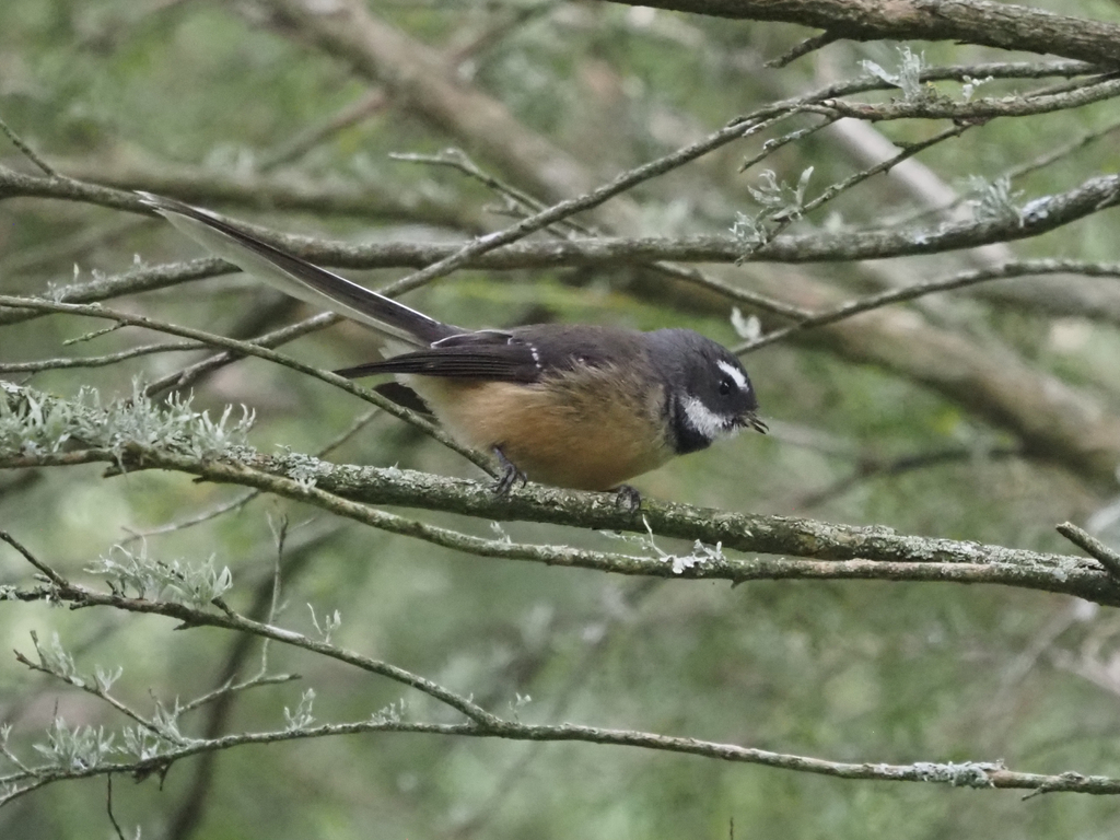 New Zealand Fantail from Ōhaupō, Waikato, NZ on February 22, 2026 at 04 ...