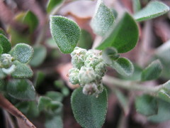 Chenopodium desertorum microphyllum