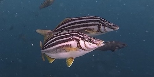 Common trumpeter (Latris lineata) — Latridae — 4