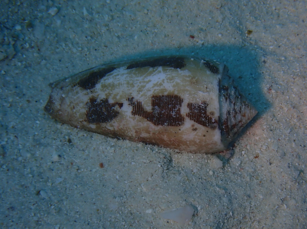 Striated cone