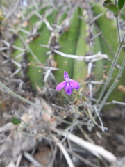 Siphonoglossa ramosa