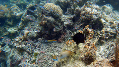 Ostorhinchus parvulus