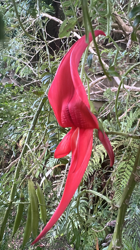 Clianthus puniceus