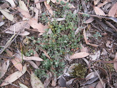 Chenopodium desertorum microphyllum