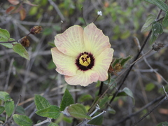 Hibiscus elegans
