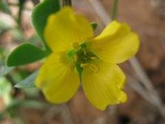 Roepera glauca