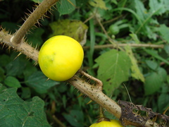 (c) Alexis López Hernández, some rights reserved (CC BY) Solanum myriacanthum, photograph (c) Alexis López Hernández, some rights reserved (CC BY)