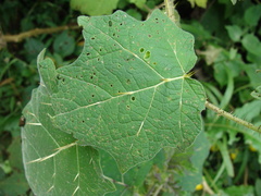Solanum myriacanthum, photograph (c) Alexis López Hernández, some rights reserved (CC BY)