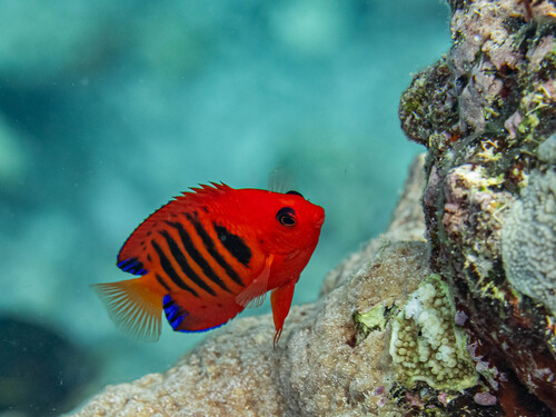 Flame angelfish (Centropyge loriculus) — Pomacanthidae — 3