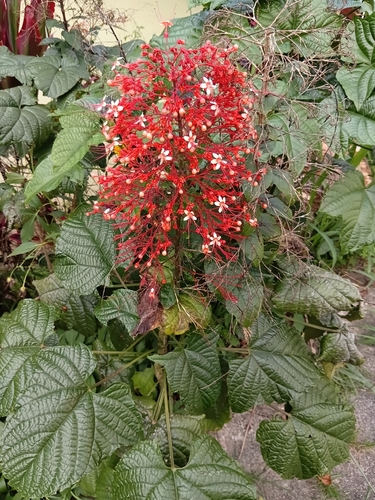 Clerodendrum paniculatum