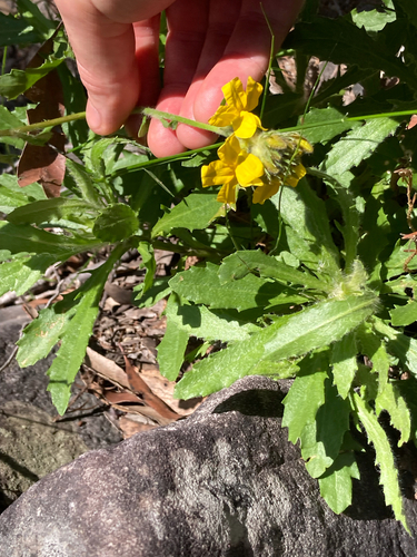 Goodenia glomerata observed 2026-02-21