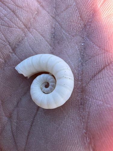 Spirula spirula