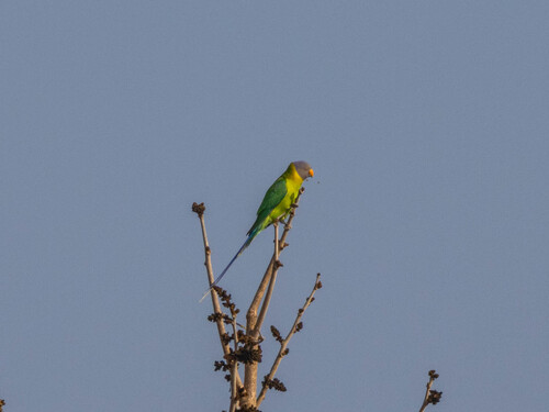 Plum-headed Parakeet