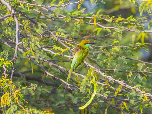 Asian Green Bee-eater