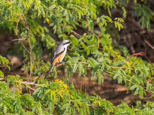Long-tailed Shrike