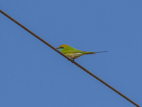 Asian Green Bee-eater