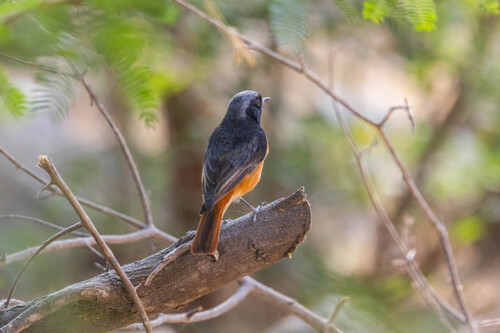 Black Redstart