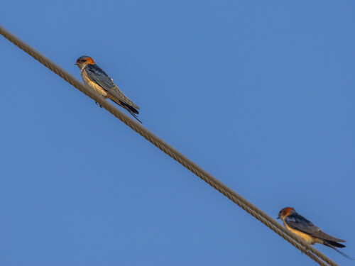 Eastern Red-rumped Swallow