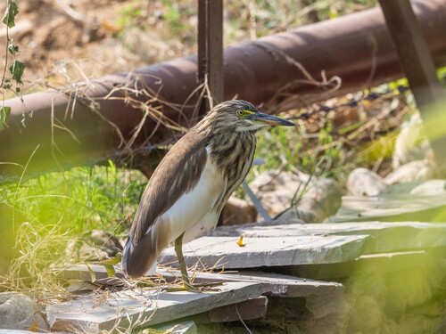 Indian Pond-Heron
