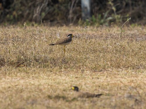 Yellow-wattled Lapwing