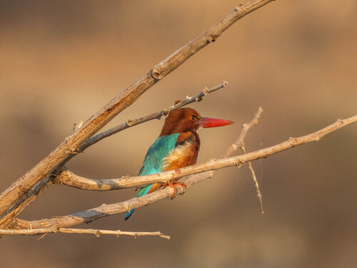 White-throated Kingfisher