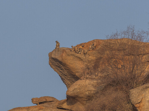 Bengal Sacred Langur
