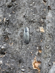 Chalcolepidius approximatus