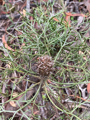 Petrophile canescens, photograph (c) Victor Phillips, some rights reserved (CC BY-SA)