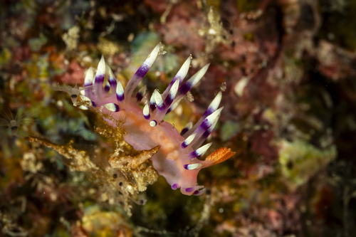 Coryphellina exoptata