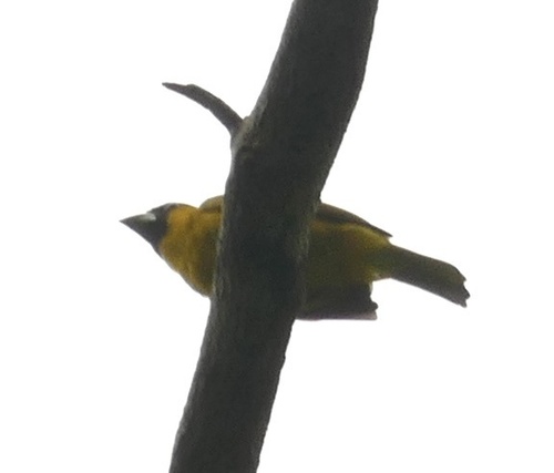 Yellow-green Grosbeak (Caryothraustes canadensis), photo 10