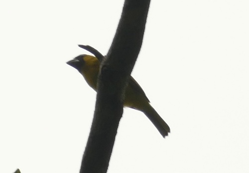 Yellow-green Grosbeak (Caryothraustes canadensis), photo 2