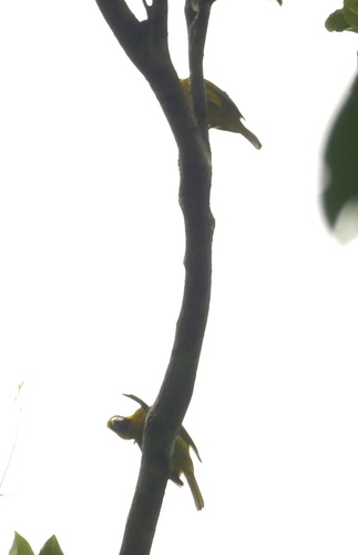 Yellow-green Grosbeak (Caryothraustes canadensis), photo 9