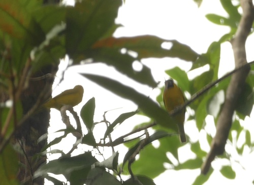 Yellow-green Grosbeak (Caryothraustes canadensis), photo 10